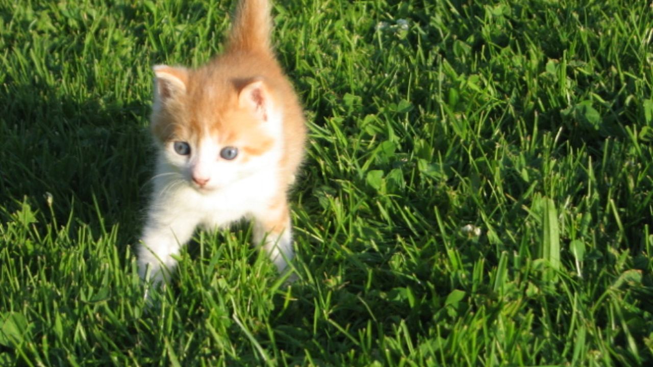 Katzen und Mäusefänger Katzen und Mäusefänger